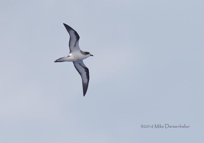 Hawaiian Petrel (Pterodroma sandwichensis) photo image