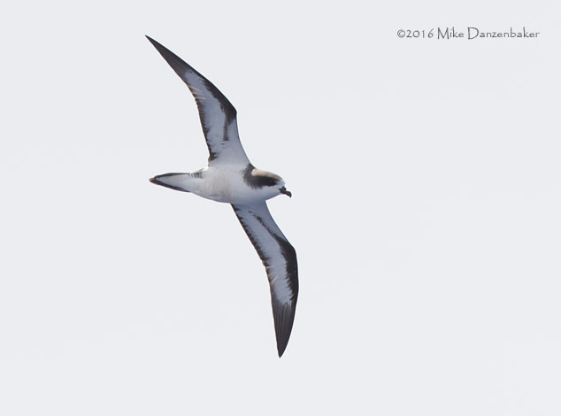 Hawaiian Petrel (Pterodroma sandwichensis) photo image