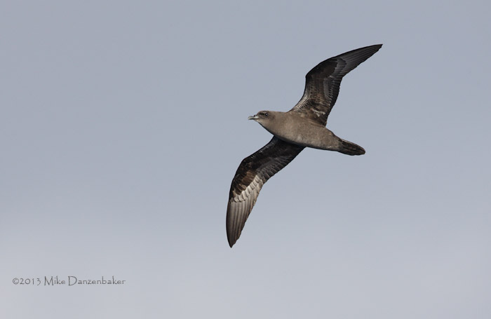 Henderson Petrel (Pterodroma atrata) photo image
