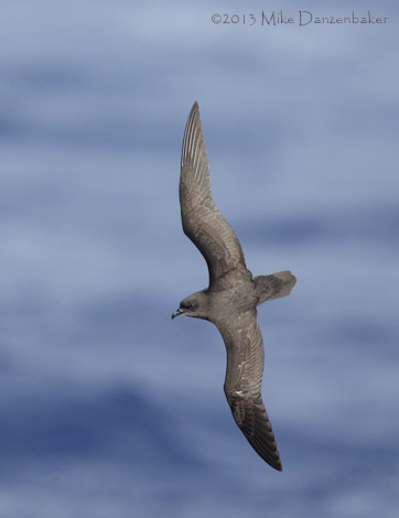 Henderson Petrel (Pterodroma atrata) photo image