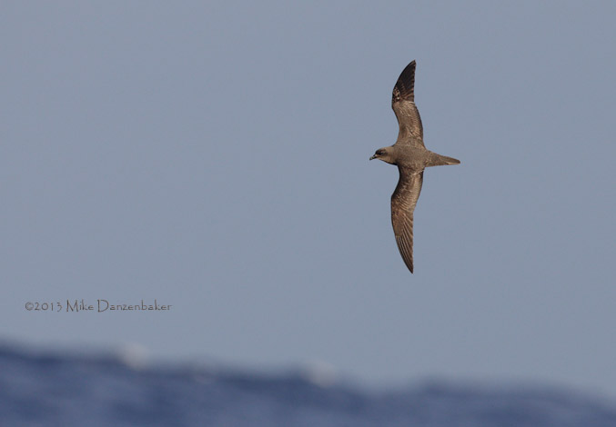 Henderson Petrel (Pterodroma atrata) photo image