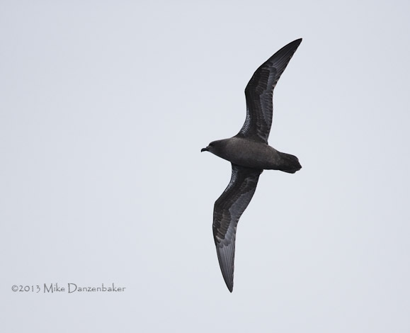 Henderson Petrel (Pterodroma atrata) photo image