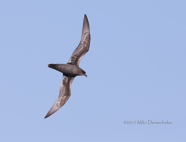 Henderson Petrel (Pterodroma atrata) photo image