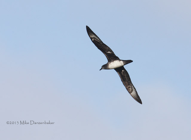 Herald Petrel (Pterodroma heraldica) photo image