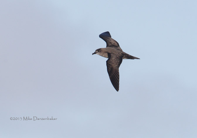 Herald Petrel (Pterodroma heraldica) photo image