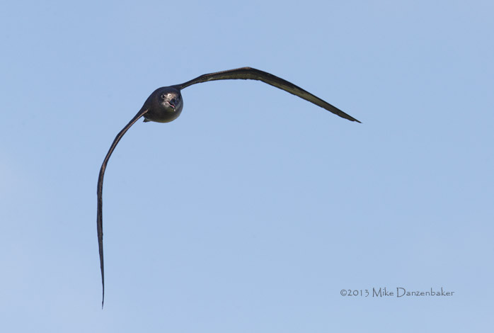 Herald Petrel (Pterodroma heraldica) photo image