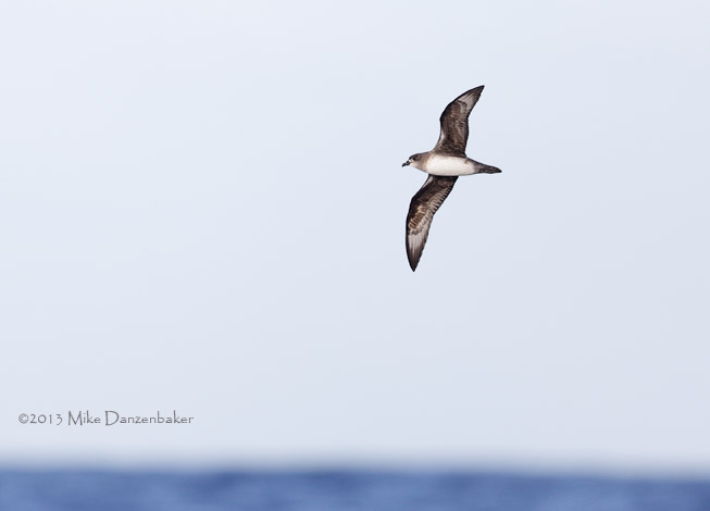 Herald Petrel (Pterodroma heraldica) photo image