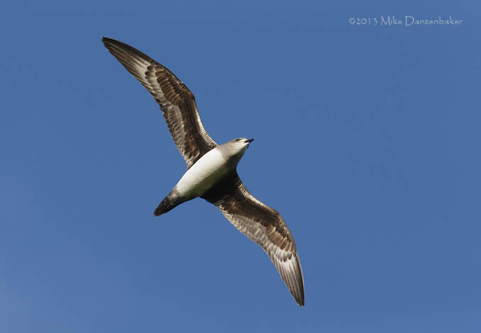 Herald Petrel (Pterodroma heraldica) photo image