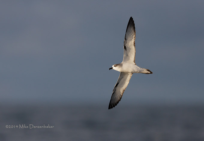 Juan Fernandez Petrel (Pterodroma externa) photo image
