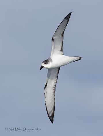 Juan Fernandez Petrel (Pterodroma externa) photo