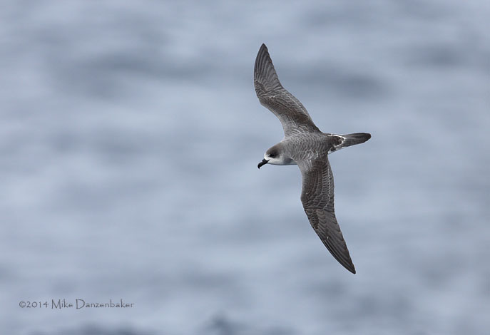 Juan Fernandez Petrel (Pterodroma externa) photo image