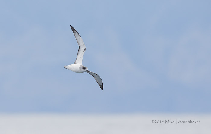 Juan Fernandez Petrel (Pterodroma externa) photo