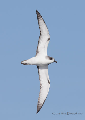 Juan Fernandez Petrel (Pterodroma externa) photo