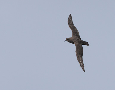 Kermadec Petrel (Pterodroma neglecta) photo image