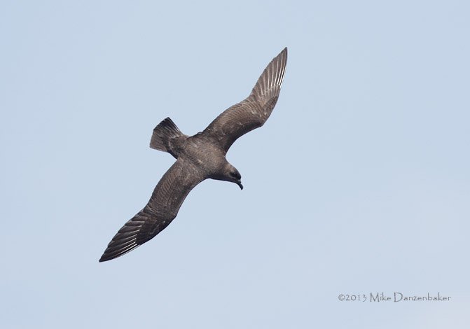 Kermadec Petrel (Pterodroma neglecta) photo image