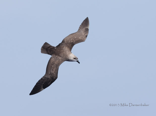 Kermadec Petrel (Pterodroma neglecta) photo