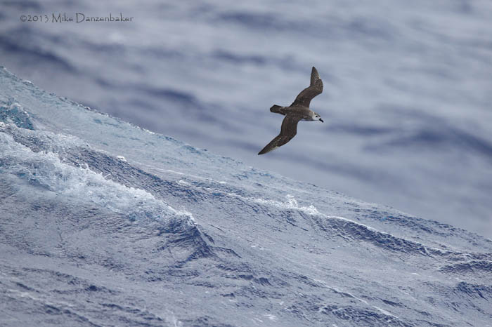 Kermadec Petrel (Pterodroma neglecta) photo image