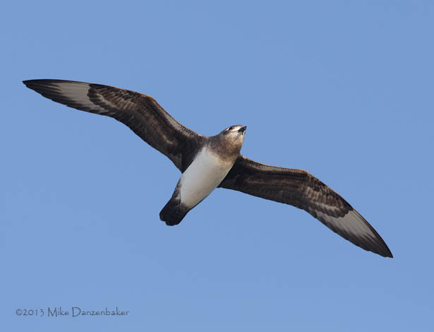 Kermadec Petrel (Pterodroma neglecta) photo image