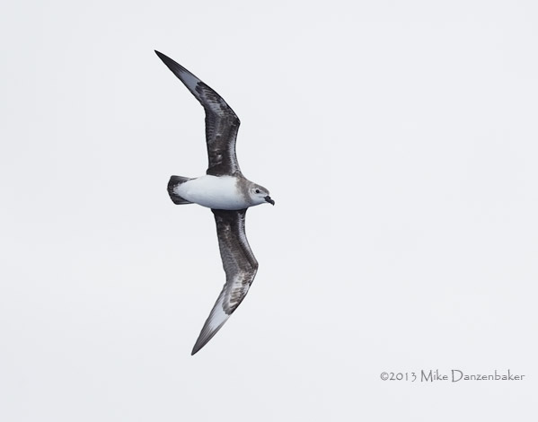 Kermadec Petrel (Pterodroma neglecta) photo image