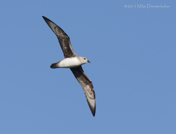 Kermadec Petrel (Pterodroma neglecta) photo image