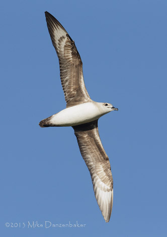Kermadec Petrel (Pterodroma neglecta) photo image