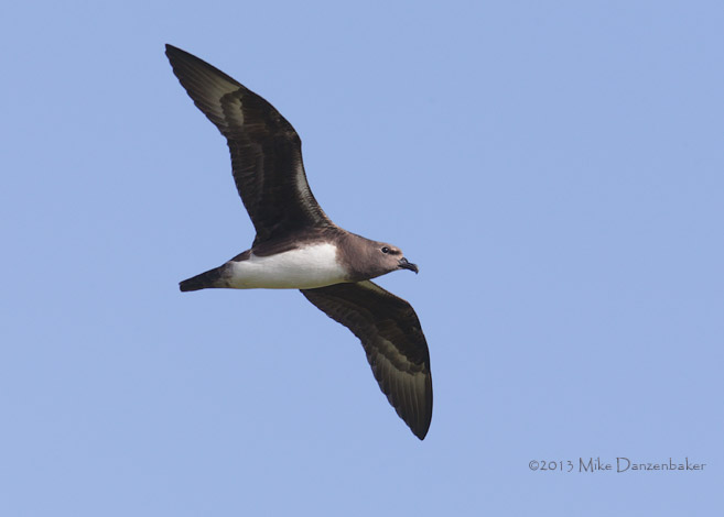 Kermadec Petrel (Pterodroma neglecta) photo image