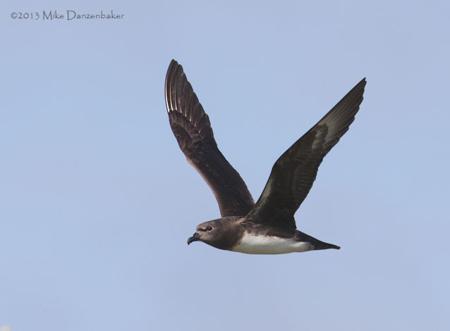 Kermadec Petrel (Pterodroma neglecta) photo image