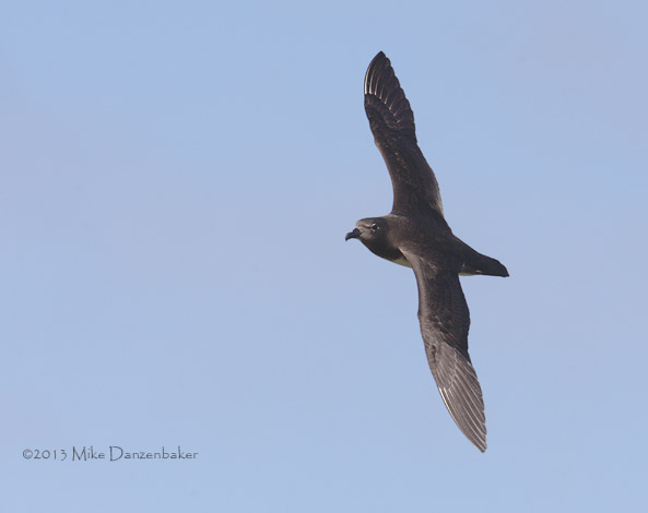 Kermadec Petrel (Pterodroma neglecta) photo image