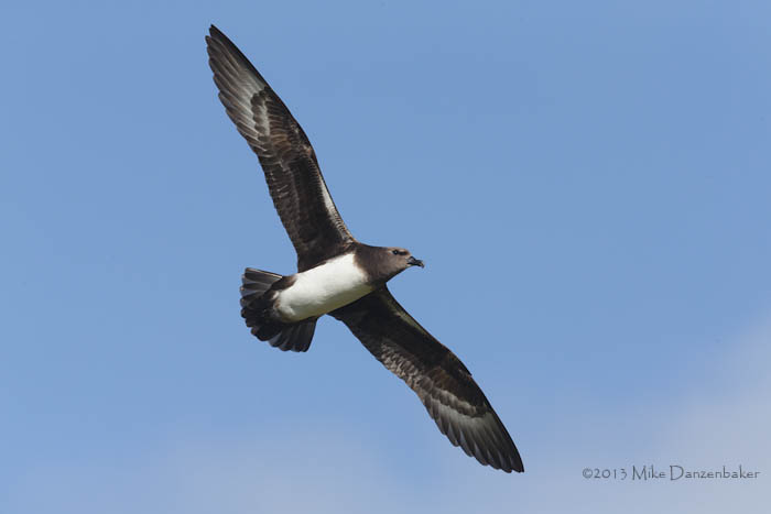 Kermadec Petrel (Pterodroma neglecta) photo image