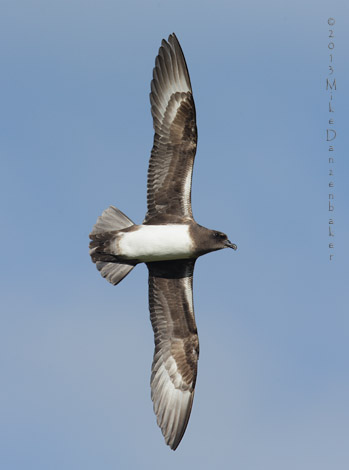 Kermadec Petrel (Pterodroma neglecta) photo image