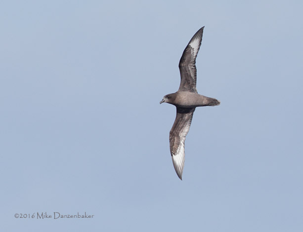 Kermadec Petrel (Pterodroma neglecta) photo image