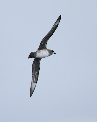 Kermadec Petrel (Pterodroma neglecta) photo image