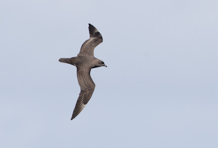 Kermadec Petrel (Pterodroma neglecta) photo image