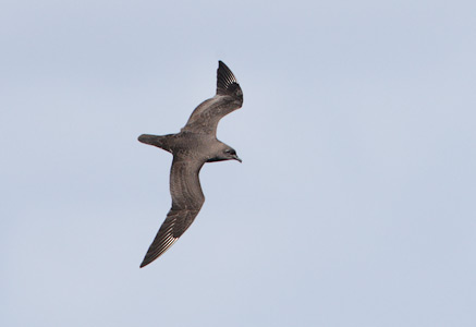 Kermadec Petrel (Pterodroma neglecta) photo image