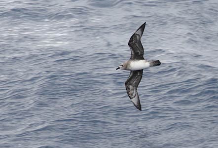 Kermadec Petrel (Pterodroma neglecta) photo image