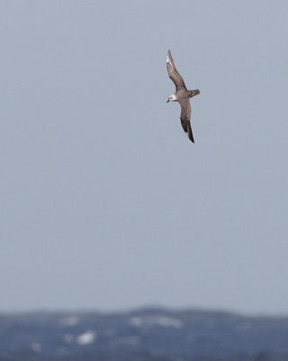 Kermadec Petrel (Pterodroma neglecta) photo image