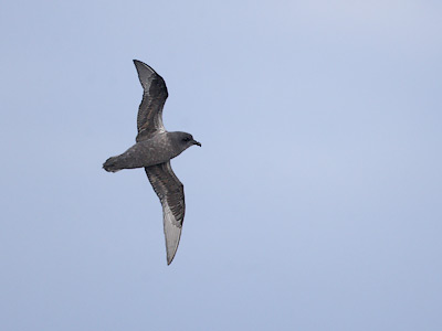 Kerguelen Petrel (Aphrodroma brevirostris) photo image