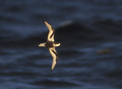 Mottled Petrel (Pterodroma inexpectata) photo image