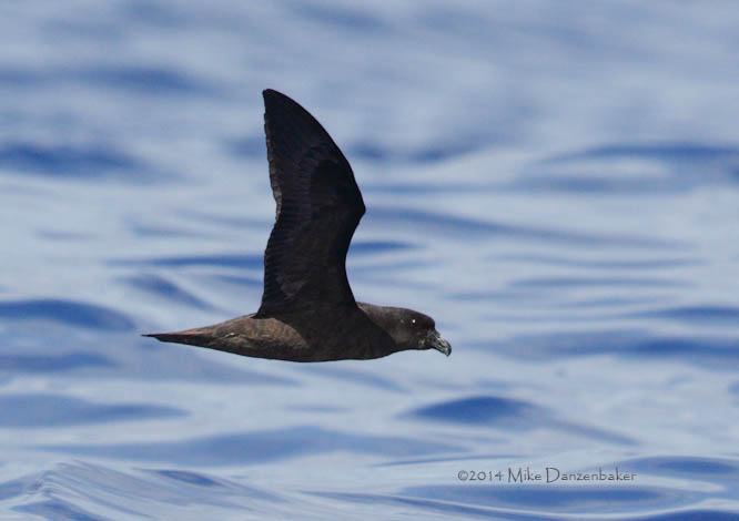 Mascarene Petrel (Pseudobulweria aterrima) photo image