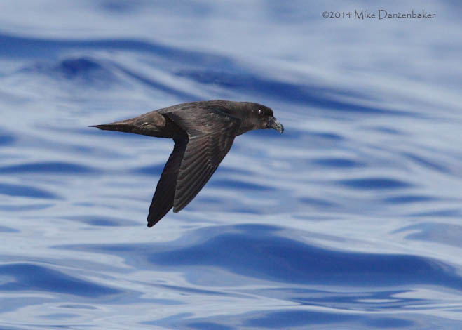 Mascarene Petrel (Pseudobulweria aterrima) photo image