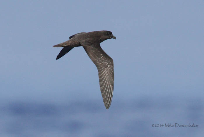 Mascarene Petrel (Pseudobulweria aterrima) photo image