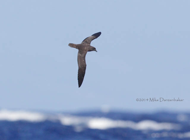 Mascarene Petrel (Pseudobulweria aterrima) photo image
