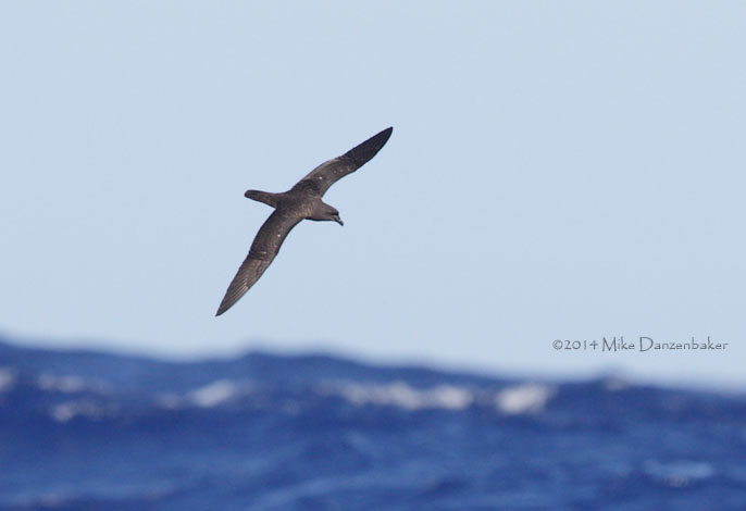 Mascarene Petrel (Pseudobulweria aterrima) photo image
