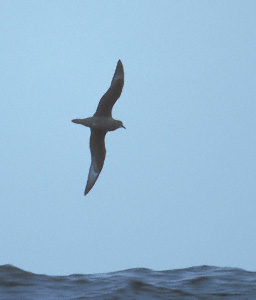 Murphy's Petrel (Pterodroma ultima) photo image