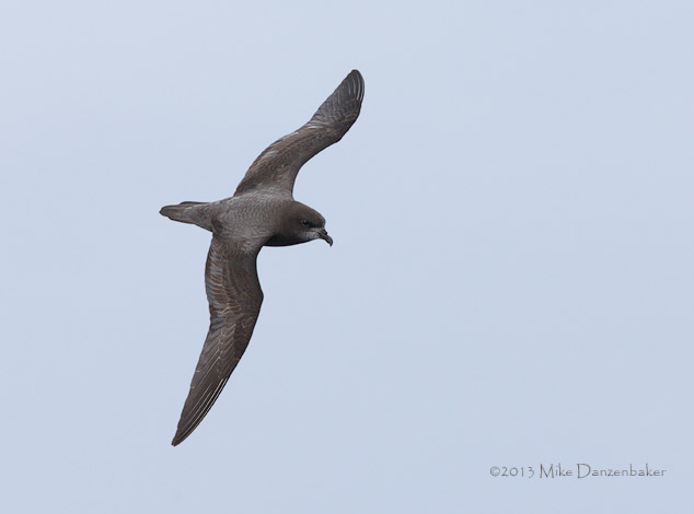 Murphy's Petrel (Pterodroma ultima) photo image
