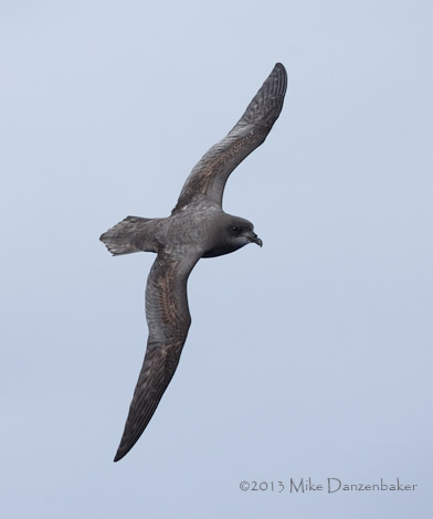 Murphy's Petrel (Pterodroma ultima) photo image
