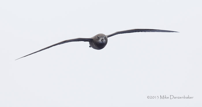 Murphy's Petrel (Pterodroma ultima) photo image