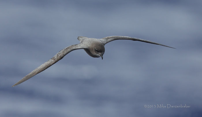 Murphy's Petrel (Pterodroma ultima) photo image