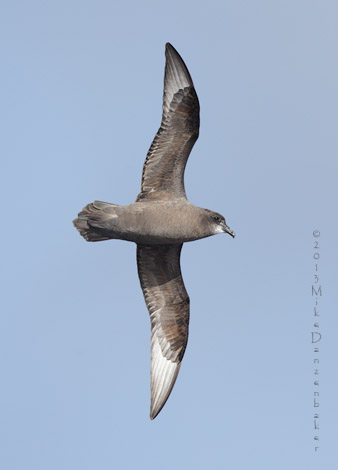 Murphy's Petrel (Pterodroma ultima) photo image