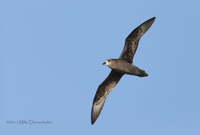 Murphy's Petrel (Pterodroma ultima) photo image